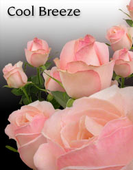 Featured Rose - Avant Garde